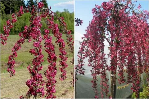 Каталог роз древо жизни