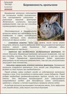 Как правильно крольчиха