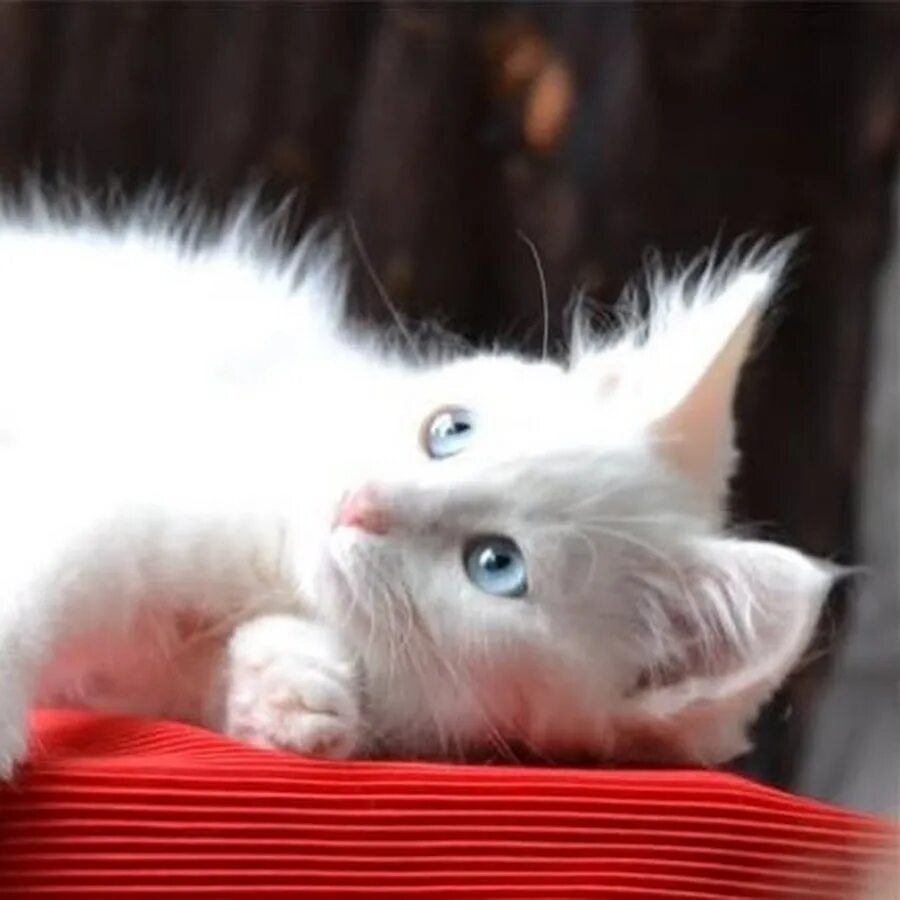 Сон белая кошка к чему снится. Белый котенок. Белый котёнок с голубыми глазами. Девочка с белым котенком. Пушистый белый котенок во сне.