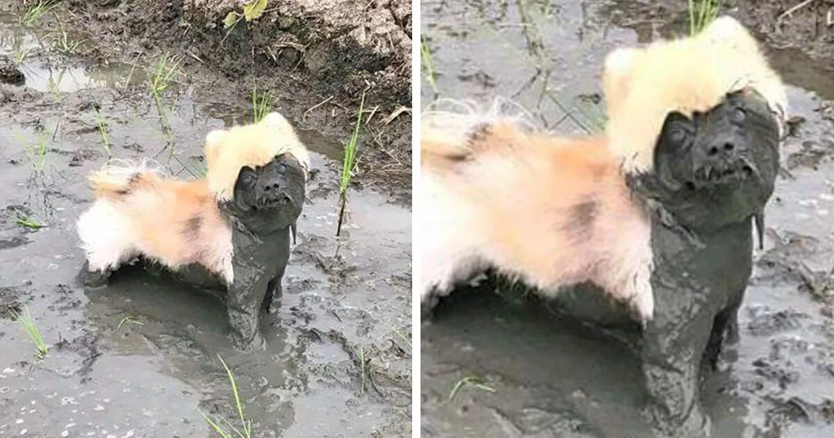 Почему собаки грязные. Шпиц в грязи. Маленькая собачка в грязи.
