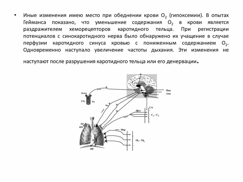 По изменениям имеющим место. Опыт Гейманса физиология дыхания. Опыт Гейманса регуляция дыхания. Рефлекторная регуляция опыт Гейманса. Рефлекторная регуляция дыхания опыт Гейманса.