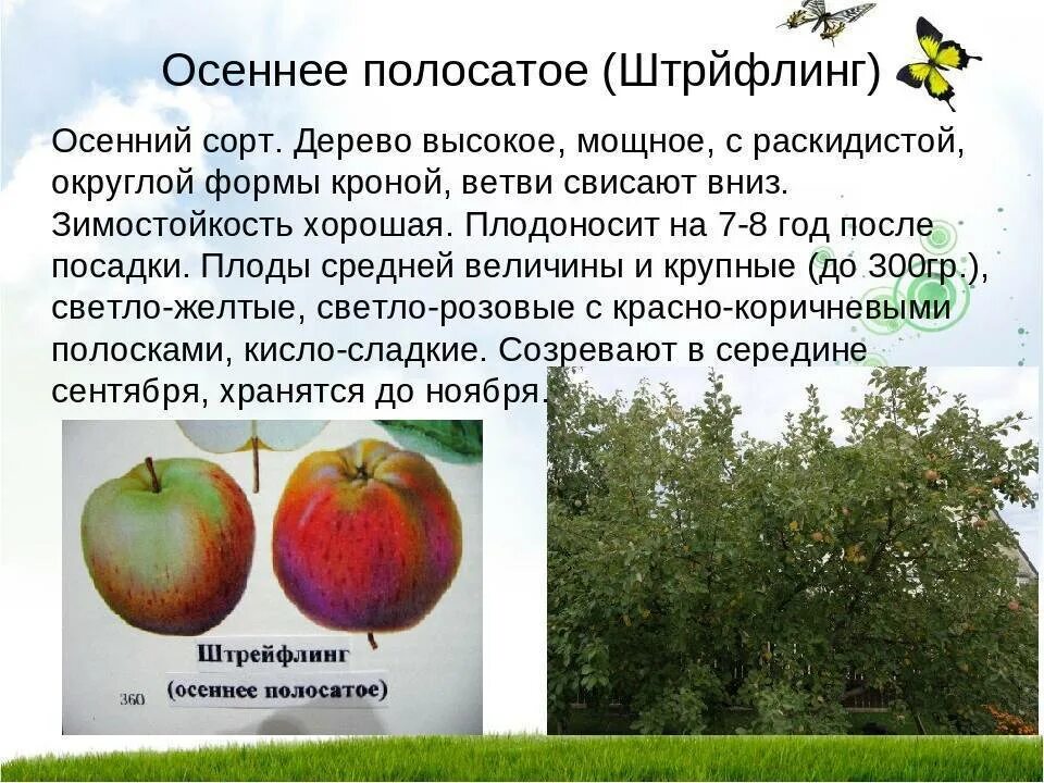 Яблоня осенняя полосатая описание фото отзывы