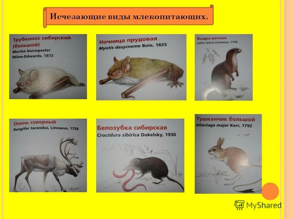 Исчезающие виды млекопитающих 59 фото - ZooClever.ru