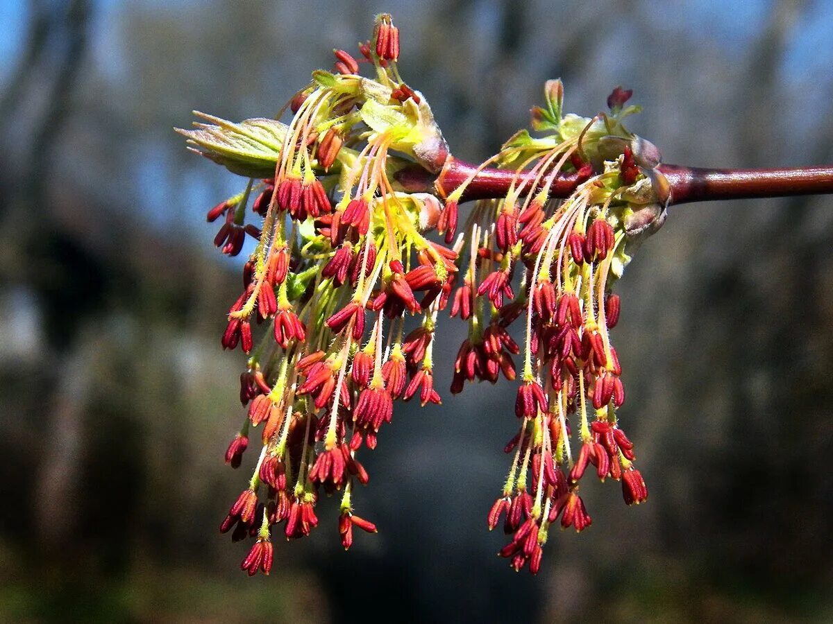 Клен остролистный цветет. Тип соцветия клена обыкновенного. Соцветие клена обыкновенного. Тип соцветия клена обыкновенного. Клен остролистный цветет.