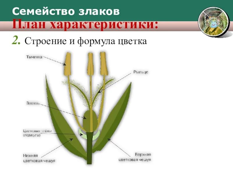 Органы злаковых. Злаки Мятликовые строение цветка. Семейство злаки строение цветка. Строение цветков злаковых. Строение цветка злаковых.