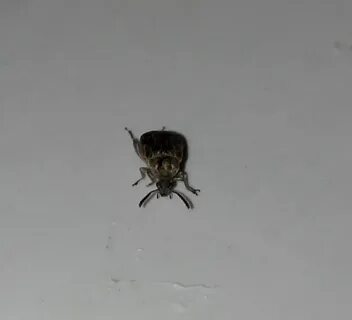 Черные маленькие прыгающие жучки