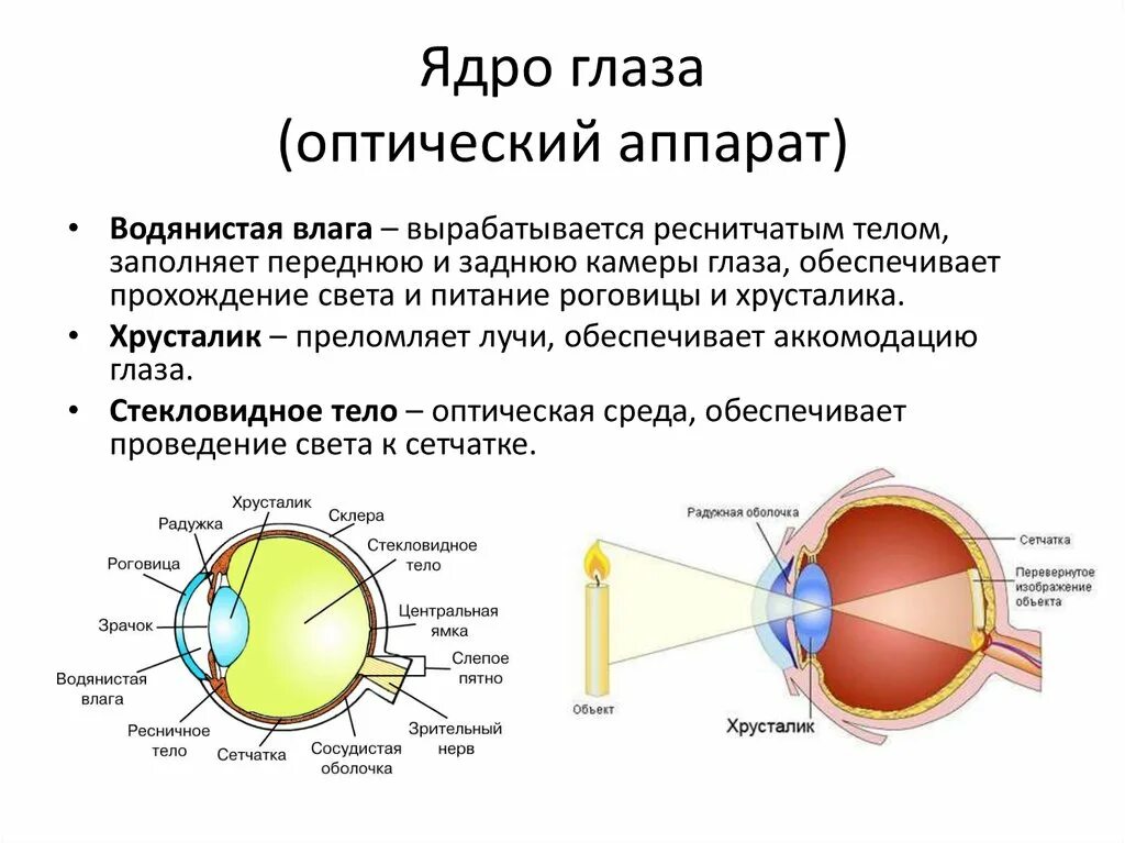 Зрительные нервы глазного яблока. Внутреннее ядро глаза состоит. Строение ядра глазного яблока. Внутренняя оболочка глазного яблока функции. Внутреннее ядро глазного яблока функции и строение.