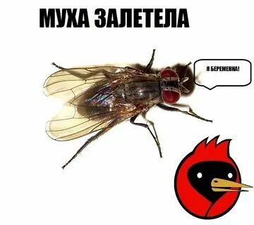 Мошка залетела в глаз приметы. Насекомые в квартире. Насекомые на автомобиле. Мошка залетела в глаз приметы. Мухи в доме.