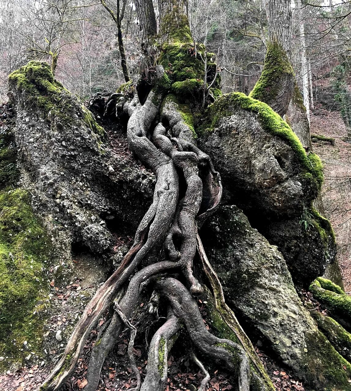 Корни дерева. Корни дерева кривые. Причудливые корни деревьев. Дерево вывернутое с корнем.