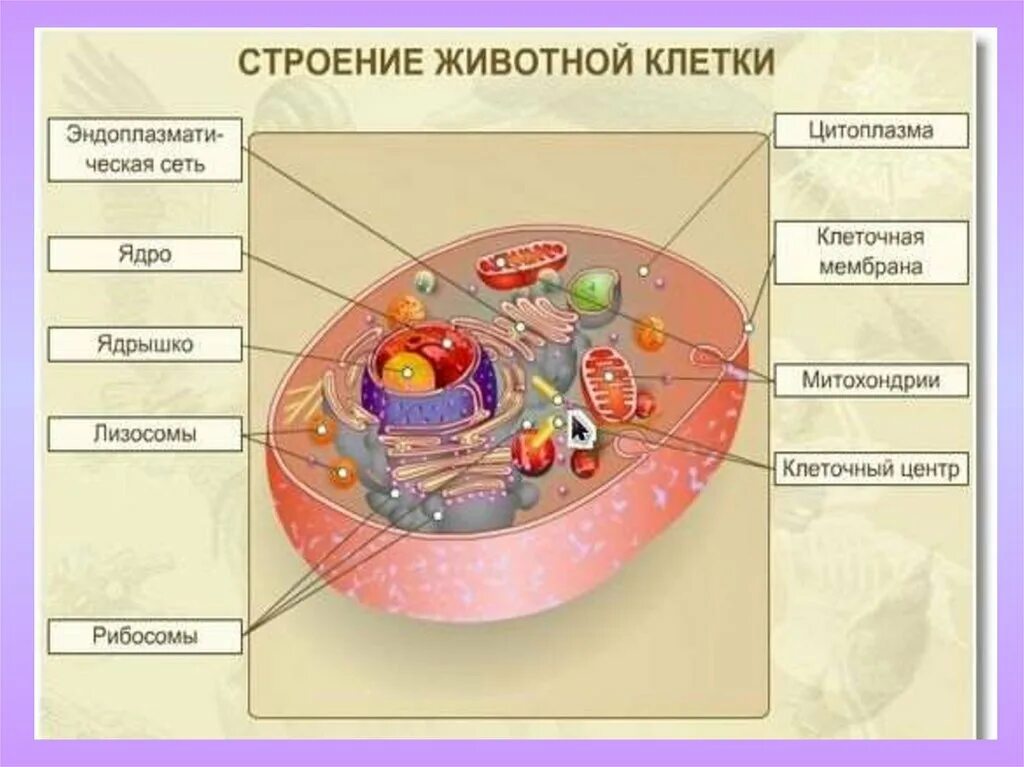 Рассмотри рисунок строения. Строение органелл животной клетки. Органоиды животной клетки биология 9 класс. Составные части животной клетки. 5 Класс строение животной клетки органоиды.