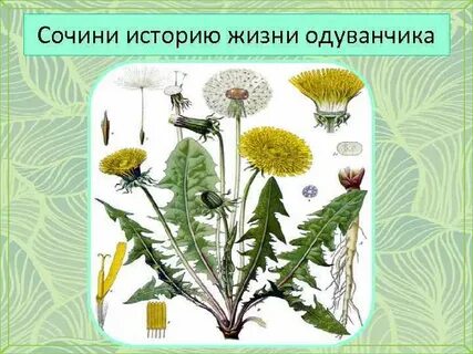 Значение одуванчика в жизни человека