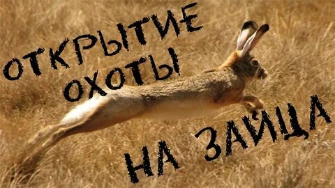 Заяц приглашен