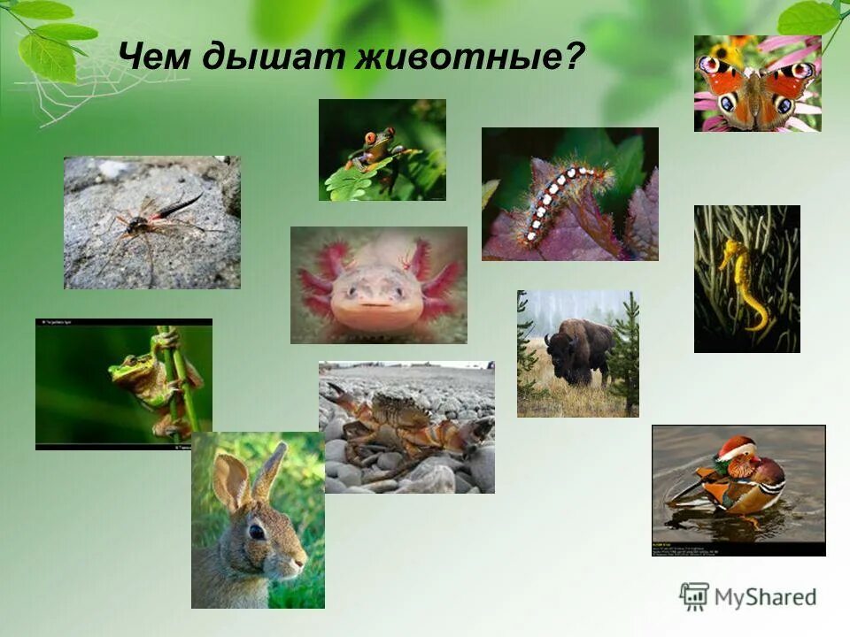 презентация животные 6 класс биология. презентация про диких животных. что такое животные по биологии 6 класс. животные биология 6 класс. растительноядные растения.