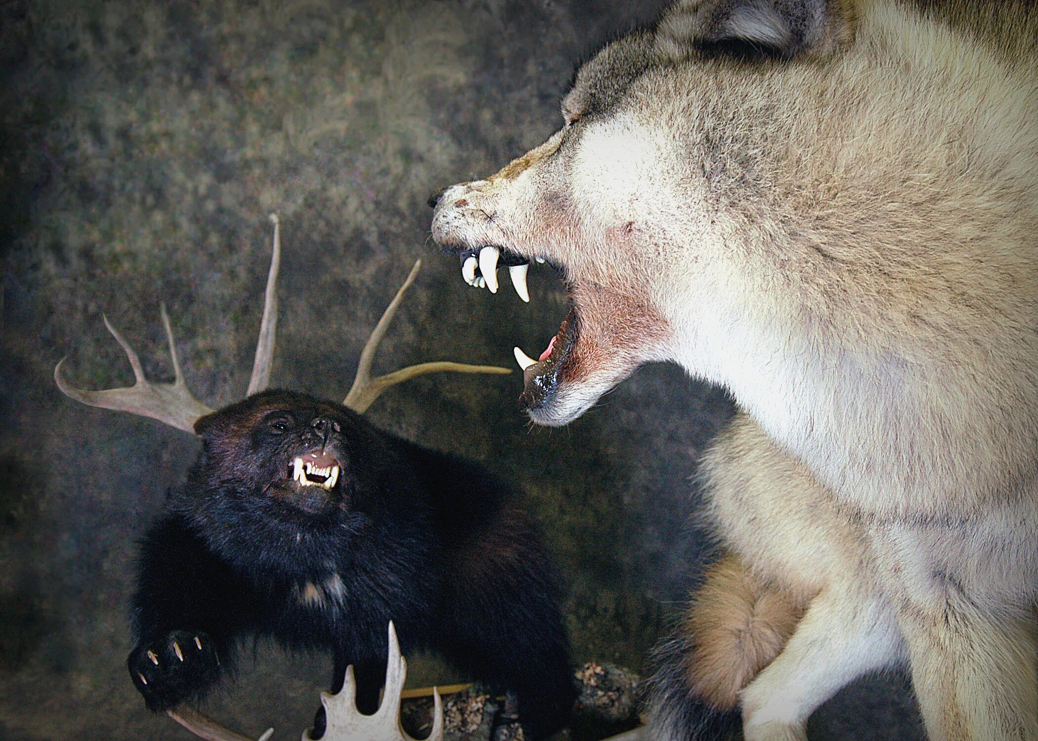 росомаха против волка