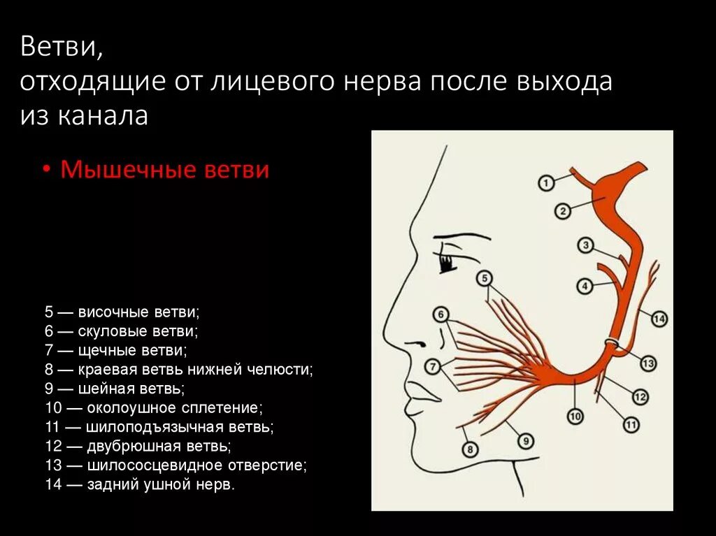 Порядок отхождения ветвей лицевого нерва. Топография лицевого нерва схема. Топография двигательных ветвей лицевого нерва. Щечная ветвь лицевого нерва.