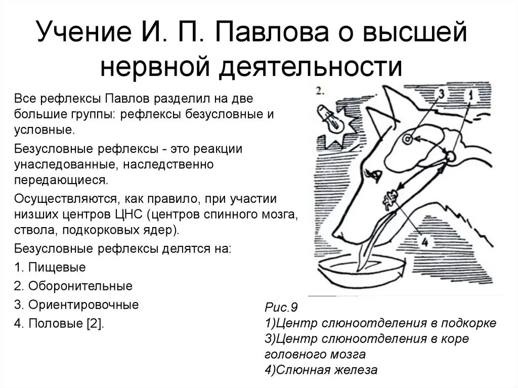 И п павлова рефлекс. Учение и.п. Павлова о высшей нервной деятельности.. Учение Павлова о ВНД. Учение Павлова о типах высшей нервной деятельности. Учение и. п. Павлова о высшей нервной деятельности животных..