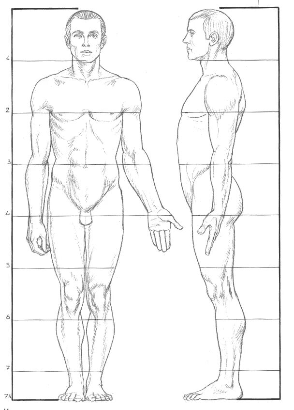 8 частей человека. Пропорции человека в профиль в полный рост. Пропорция человека для рисования сбоку. Пропорции человека для рисования в полный рост. Человек анфас пропорции тело.
