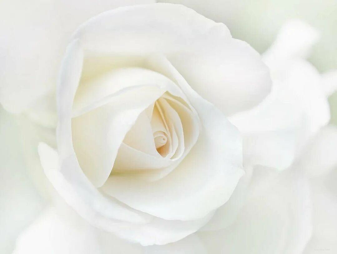 Бутон белой розы. Вайт Роуз. Белых в. "цвета". Идеально белый цвет
