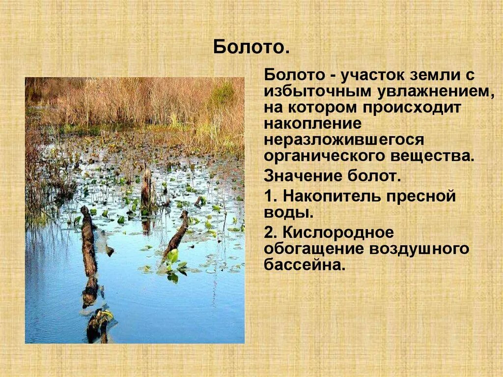 Торфяные болота. Болото значение. Торф на болоте. Болотистый участок. Увлажнение избыточное много болот озер