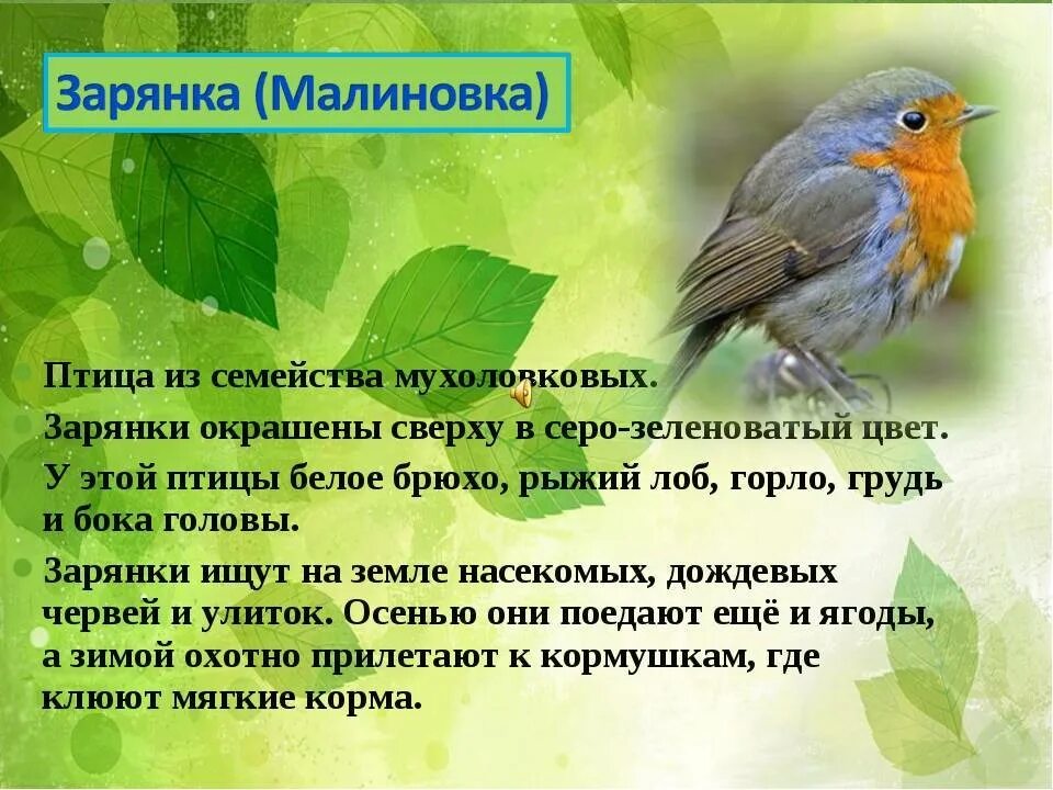 Текст про птиц 5 класс. Птица Зарянка Малиновка. Птичка Зарянка описание. Птица Малиновка описание. Описание птички Зырянки.