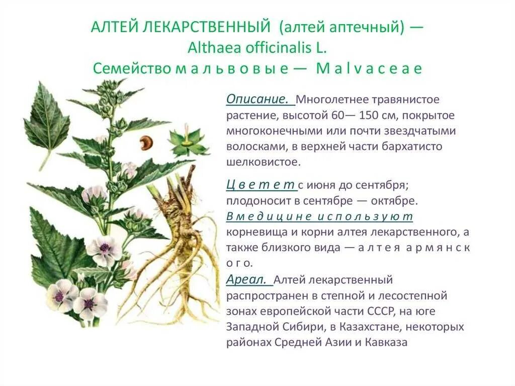 Алтей лекарственный. Алтей лекарственный описание. Алтея лекарственная описание. Характеристика растения алтей лекарственный. Алтей лекарственный.