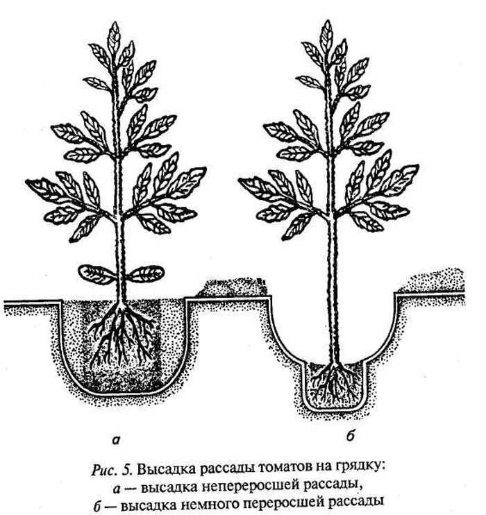Заглубляют ли огурцы при пересадке. Высадка рассады помидор в открытый грунт. Посадка рассады помидор в теплицу. Сажаем томаты в открытый грунт рассадой. Схемы рассадки помидор рассады помидор.