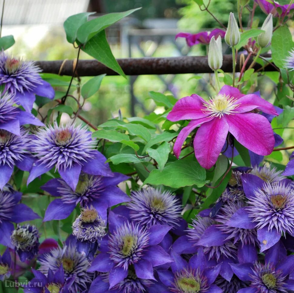 Клематис Мульти Блю. Clematis 'Multi Blue' куст. Клематис отцвел. Клематис Мульти Блю в саду. Чем подкормить клематис весной для пышного цветения