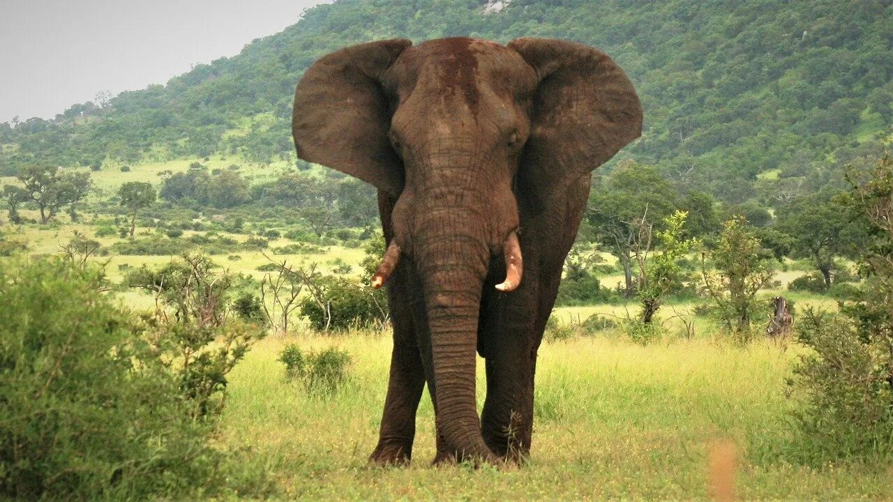 Huge elephant. Большой слон. Слоны картинки. Уши африканского слона. Слон с ушами бабочки.