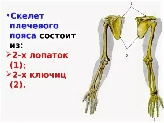 Скелет пояса верхних и нижних конечностей