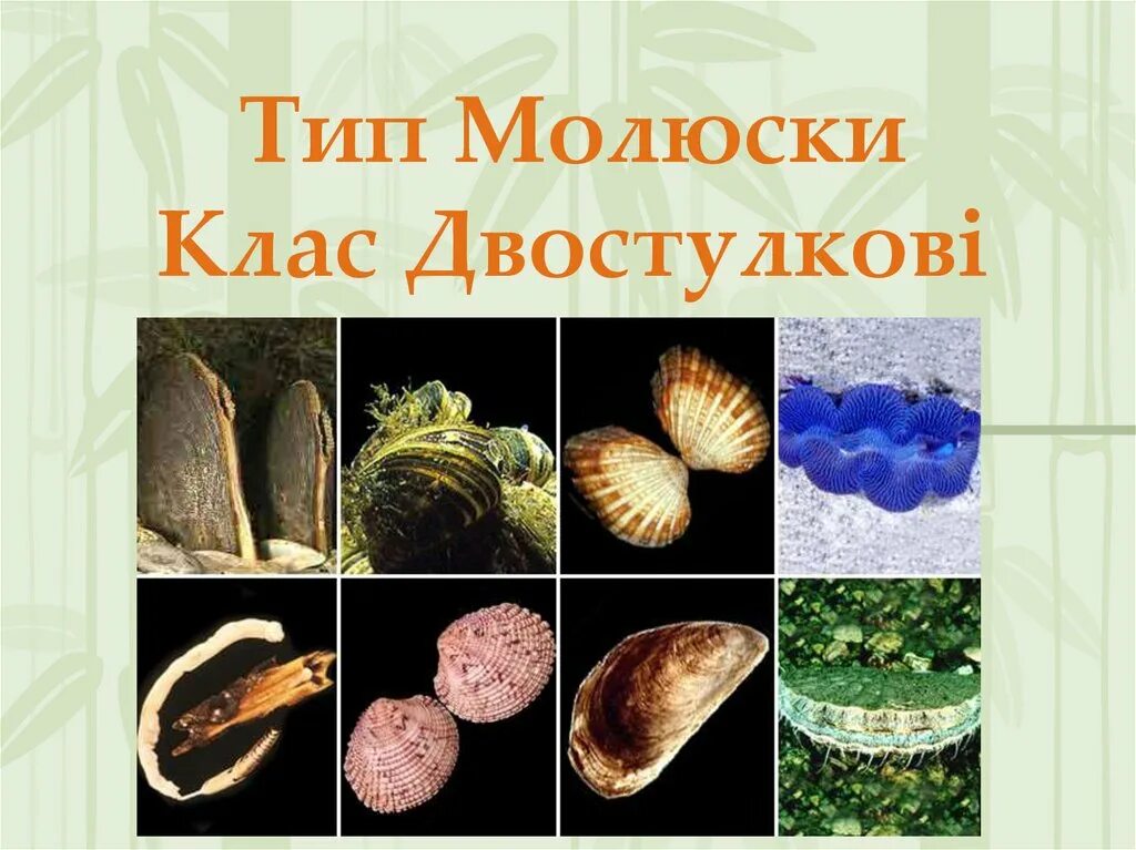 Великий разнообразный