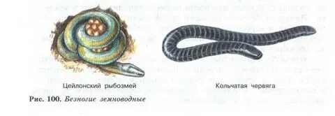 Представитель безногих