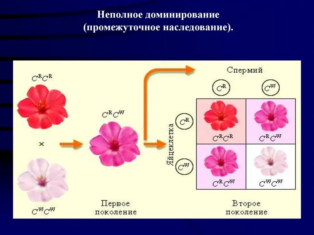 Неполное доминирование. Промежуточное наследование. Промежуточное наследование примеры. Промежуточный характер наследования неполное доминирование.