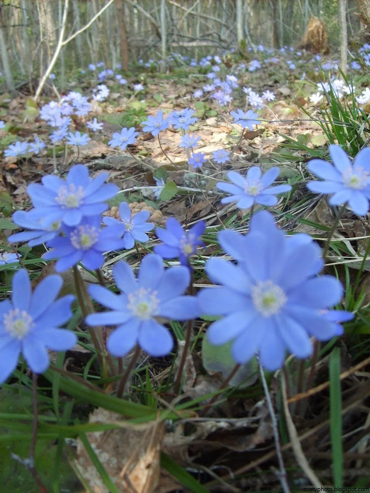 Ранние растущие цветы. Примула в Забайкалье. Примула голубая Полевая. Дальневосточные первоцветы. Примула Лесная голубая.