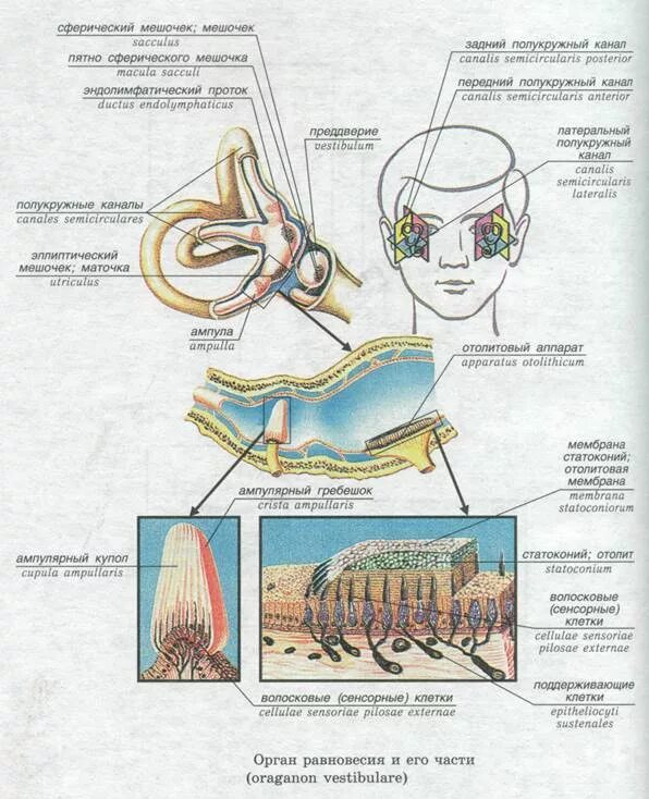 Рецепторы вестибулярного аппарата находятся. Отолитовый аппарат вестибулярного анализатора. Строение ампулы полукружного канала. Строение полукружных каналов вестибулярного аппарата. Анализатор равновесия рецепторы.