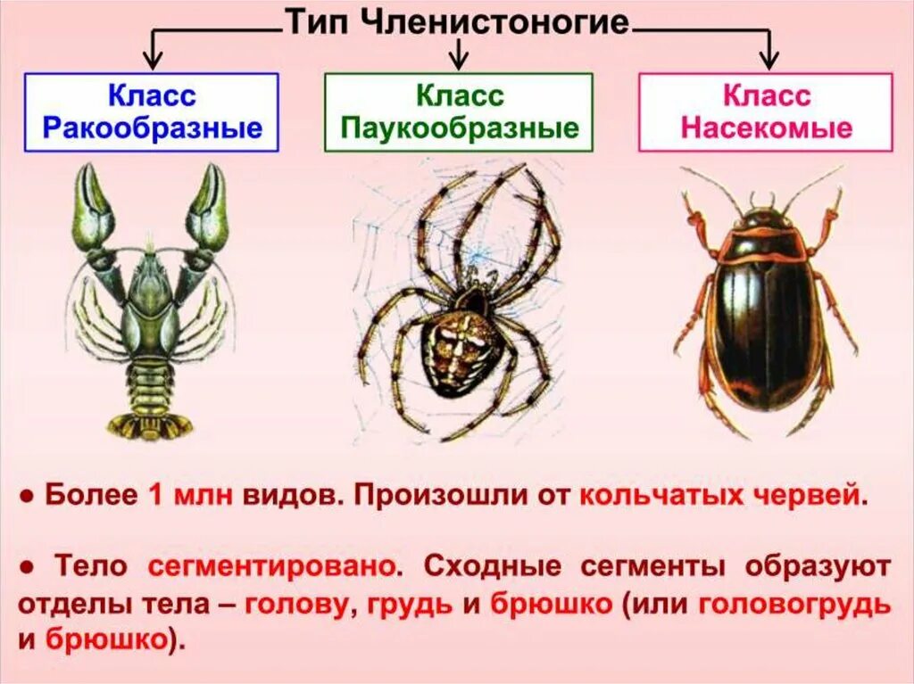 Членистоногие презентация. Общая характеристика членистоногих. Членистоногие характеристика. Особенности типа членистоногих.