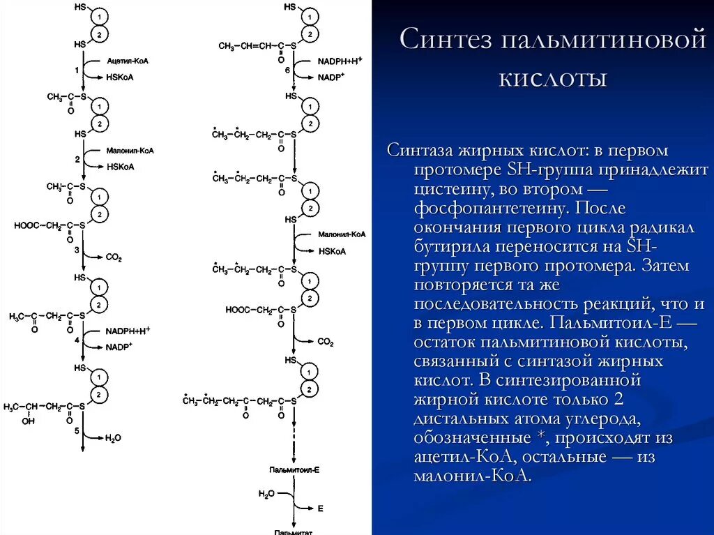 Синтез пальмитиновой кислоты