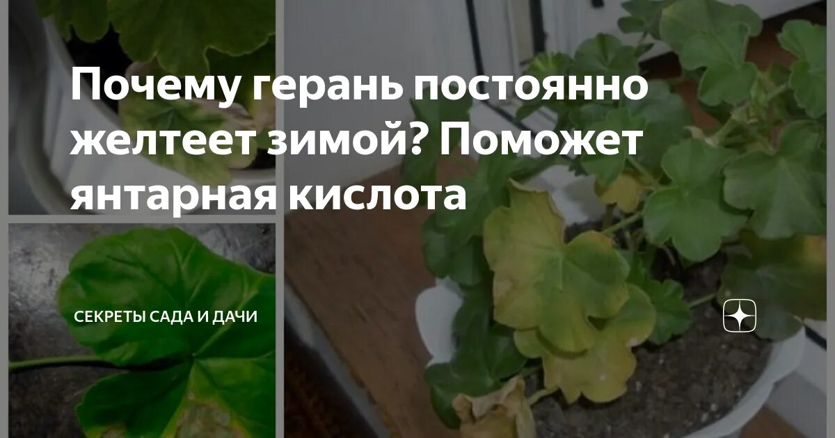 Почему у герани скручиваются листья что делать. Пеларгония желтеют листья. Причины пожелтения листьев у пеларгонии. Почему желтеют листья у пеларгонии. Подсыхают края листьев пеларгонии.