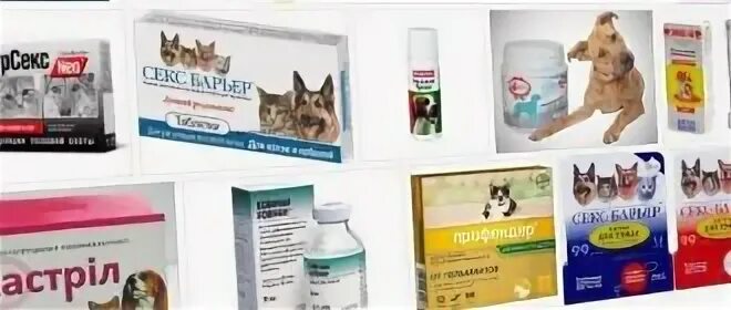Можно ли делать собаке прививку при течке