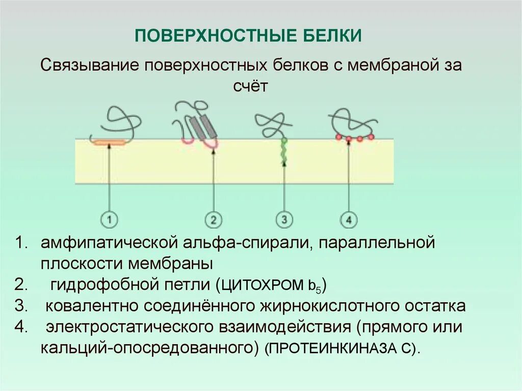 Белки механическая функция. Функции поверхностных белков мембраны. Интегральные трансмембранные белки мембраны. Заякоренные белки мембран. Мембранные белки строение и функции.