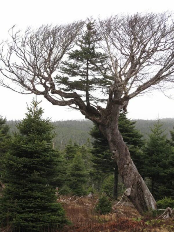 Tree like
