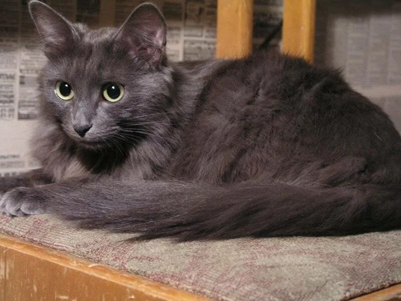 Сибирский нибелунг. Нибелунг (порода кошек). Сибирский нибелунг длинношерстный кот. Русская голубая длинношерстная нибелунг. Кошки породы нибелунг описание.