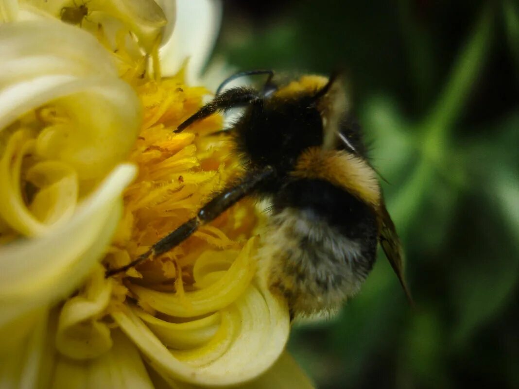 жизнь шмелей. шмель насекомое. шмель трубач. шмель образ жизни и среда обитания. среда обитания шмеля.