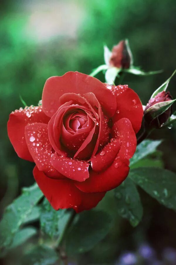 Rose drop. Rose drop. Rosy drop. Красивые картинки. Цветы в росе.