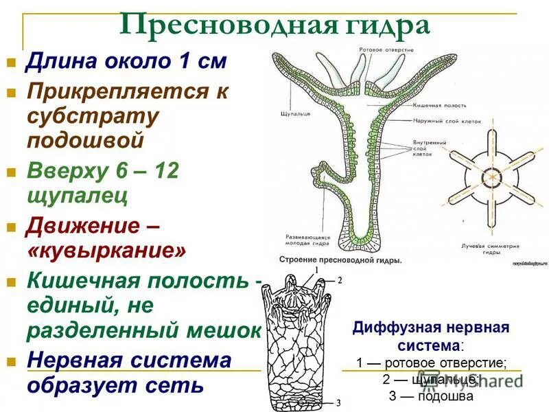 Жизнедеятельность кишечнополостных. Гидра пресноводная биология полип. Пресноводная гидра особенности. Особенности пресноводной гидры. Строение гидры внешнее и внутреннее строение.