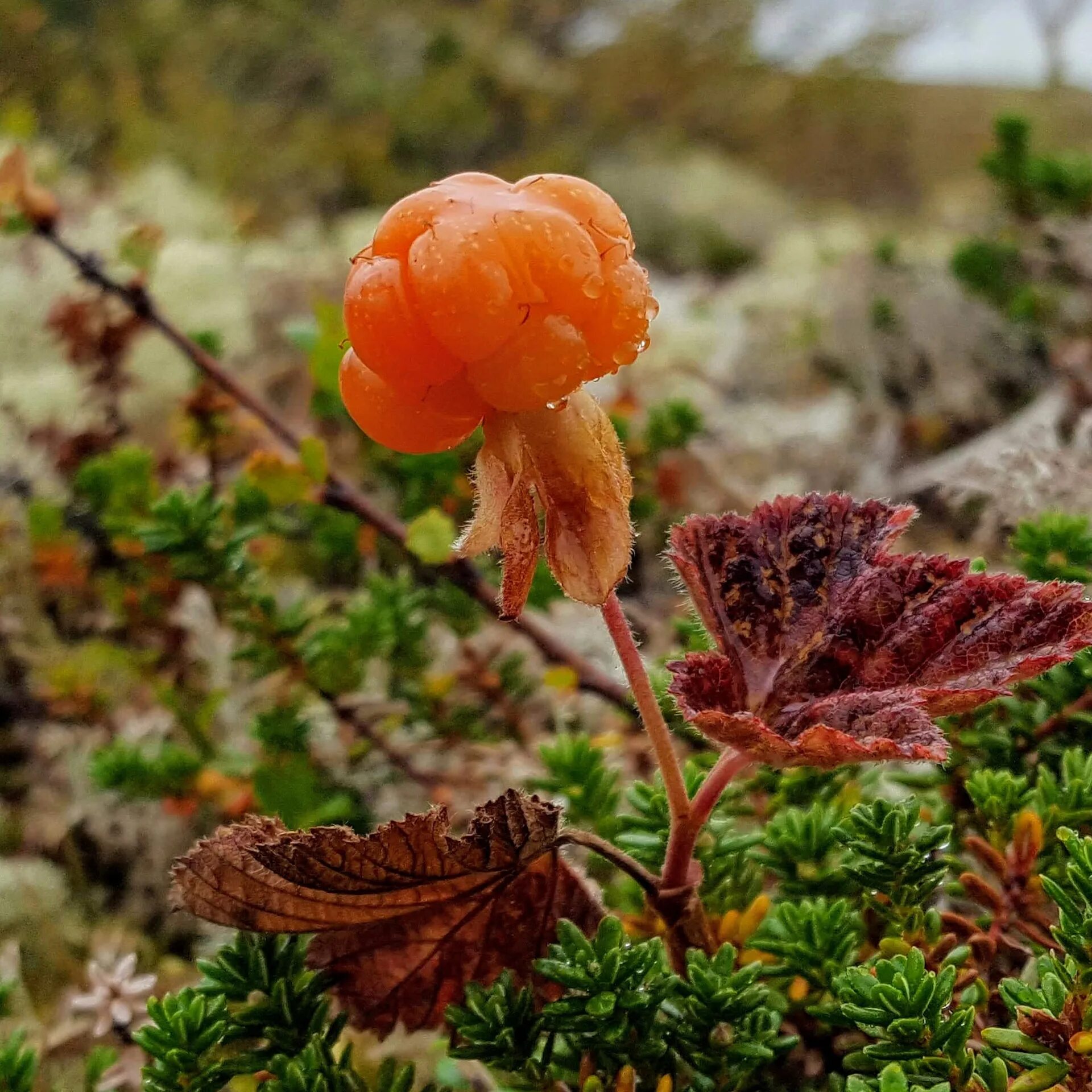 Морошка ягода в тундре. Морошка (Rubus chamaemorus). Растения тундры Морошка. Ягоды тундры Морошка Северная. Морошка ковыль