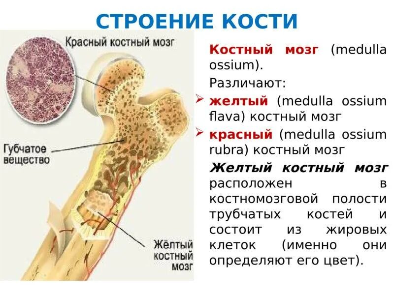 Костный мозг где находится. Красный костный мозг и желтый костный мозг. Красный костный мозг функции расположение. Желтый костный мозг строение и функции. Строение трубчатой кости красный костный мозг.