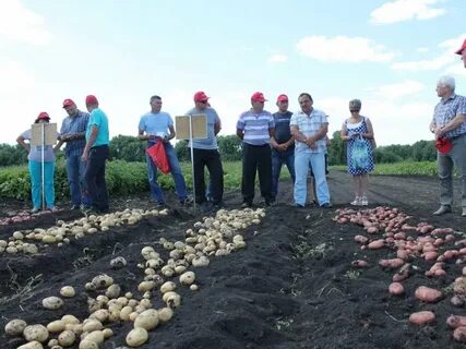 Поселок садовый кирсановский