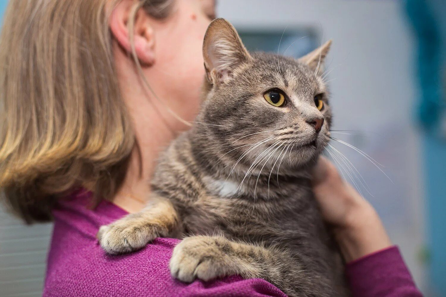 Самая громкая кошка в мире. Кот смоки. Кот смоки. Кот смоки. Кошка лора.