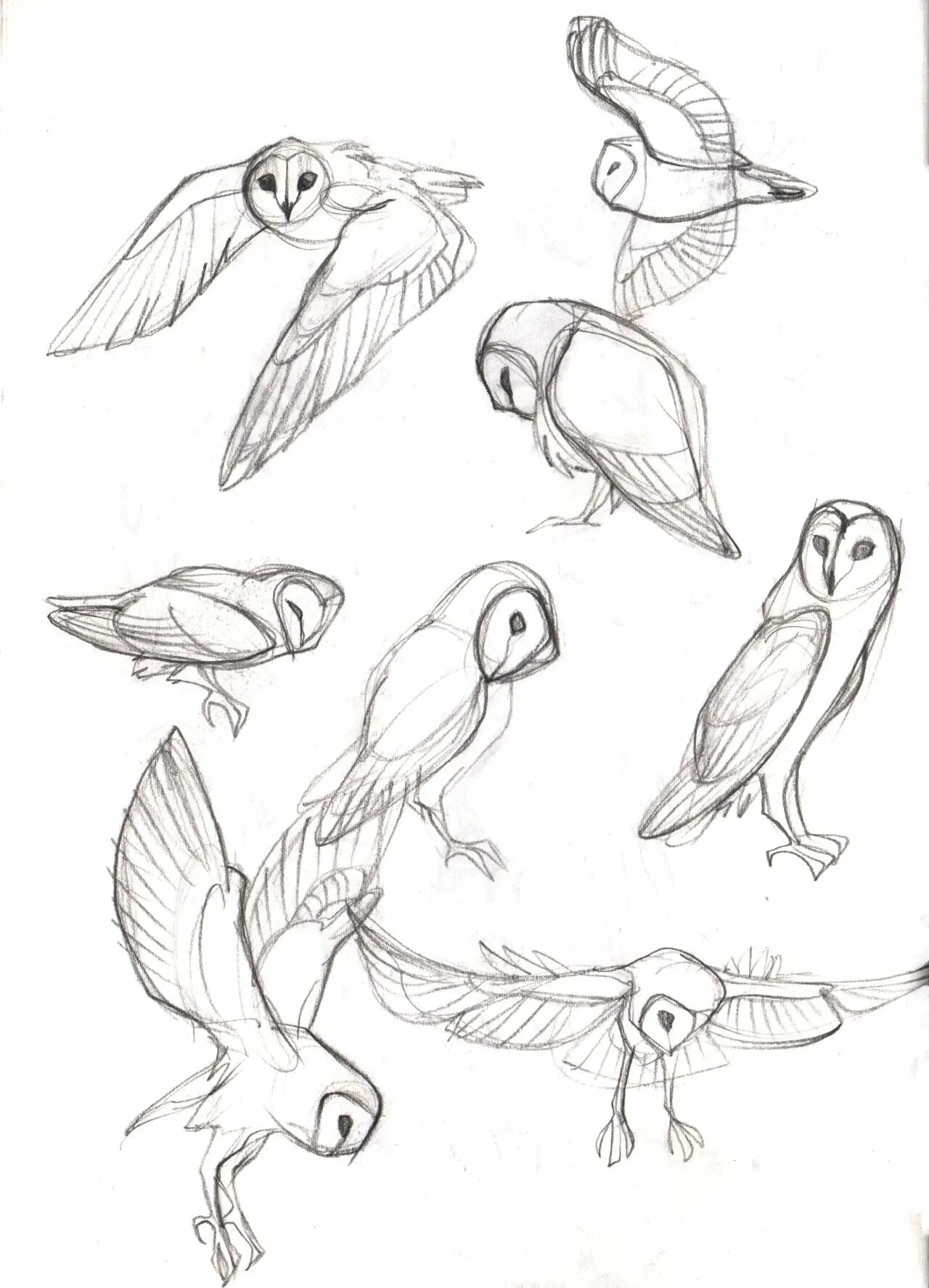 Рисование птиц животных. Тукан рисунок для детей. Рисование птиц животных. Картины с экзотическими птицами. Порядок рисования птицы.