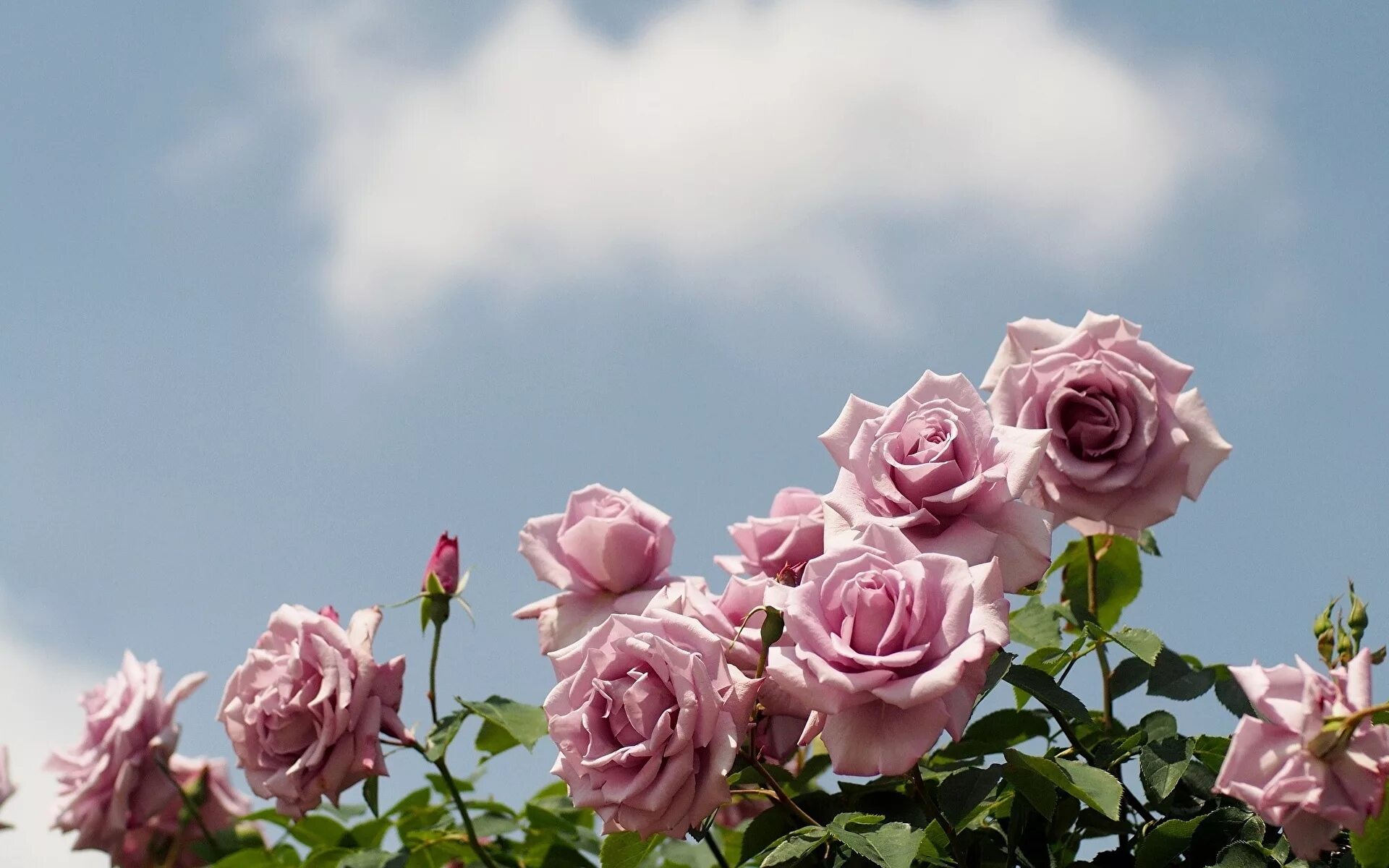 картина одинокий цветок. цветы и небо эстетика. розы и небо. розы над облаками. роза в небесах.